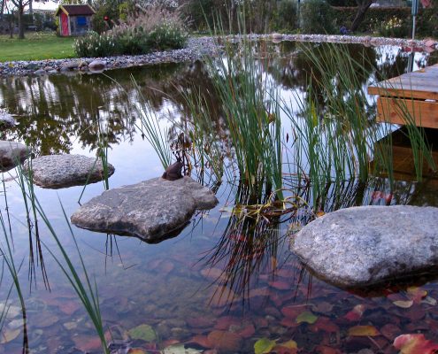 Herbstarbeiten am Teich druch GartenBaur